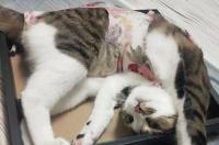 绝育后的母猫怎么养胖？ 母猫绝育后会变胖吗