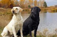 拉布拉多寻回犬介绍？ 拉布拉多猎犬和寻回犬