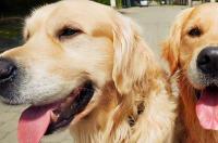 金毛好养吗金毛犬怎么养？ 金毛好养吗?