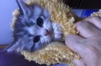 北京哪里可以买到宠物猫？ 北京上门回收宠物猫