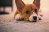 柯基适合家养？ 柯基犬适合家养吗