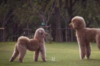 巨贵犬智商排名？ 巨型贵宾犬的智商排名