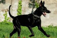 养黑狼犬十大坏处 养黑狼犬的好处和坏处