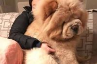波利丸是什么狗？ 波利犬长什么样