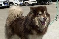 阿拉斯加狗能喝自来水流出的冷水吗？ 阿拉斯加犬能杀了吃吗