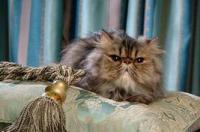 什么是波斯猫？ 波斯猫简介