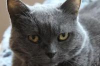 俄罗斯的猫？ 俄罗斯国猫