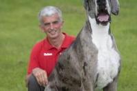 世界上最高的狗，爱尔兰猎狼犬身高接近一米，能狩捕野狼 世界上最高大的犬