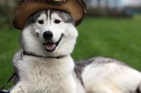 哈士奇和雪橇犬是不是一种狗狗啊？ 雪橇犬和哈士奇是一种狗吗
