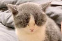 猫咪怎么养？ 猫怎么养