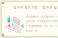 宠物黑炭头属性，宠物黑炭头
