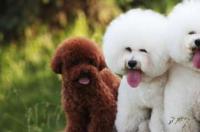 小比熊犬饲养方法？ 比熊犬的习性