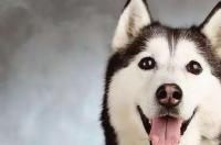 为什么不用哈士奇当警犬？ 哈士奇能当警犬吗