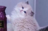 波斯猫贵还是布偶贵？ 波斯系布偶猫多少钱