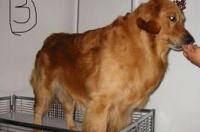 金毛狗狗大概多少钱一只 英系金毛犬多少钱一只