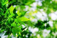leaves怎么读 leaves