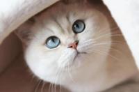 家养的橘猫正常活多久？ 家猫能活多少年
