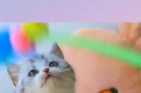 为什么叫起司猫？ 美短起司猫为什么不能养