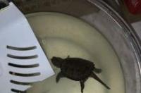 如何给鳄龟开食？ 小鳄龟开食技巧