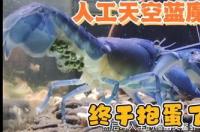人工天空蓝魔虾是怎么繁育的？ 人工天空蓝魔虾