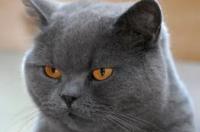 英短猫掉毛最好的解决办法 英国短毛猫掉毛严重怎么办
