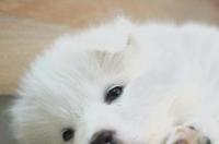 犬细小病毒病的诊断与治疗 犬细小病毒病的诊断与治疗论文