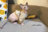 斯芬克斯猫蓝眼睛贵吗 斯芬克斯猫一般多少钱