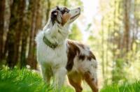 边境牧羊犬的智商问题？ 澳大利亚牧羊犬智商