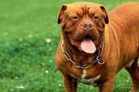 十大凶犬排行榜图片 牛头梗十大恶犬排名
