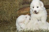 著名的巨型犬有哪些？ 大白熊犬属于巨型犬么