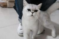 猫鼻支气管炎能自愈吗？ 猫鼻支能自愈吗