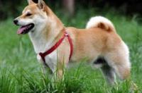 卡南犬到底好不好养，在幼犬时期饲养最为关键 卡南犬中国多吗
