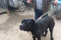 博美犬多少钱一只？纯种博美犬多少钱一只？ 白美狗多少钱一只