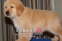 金毛狗的价格是多少呢？ 金毛犬价格多少