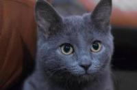 世界上最贵的猫是什么猫？ 世界上最贵的几种猫