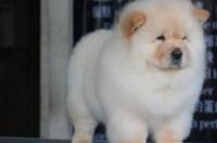 松狮犬多少钱？ 松狮价位