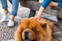 狮子狗的毛要剪吗？ 松狮犬需要修毛吗