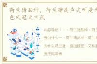 荷兰猪品种，荷兰猪高声尖叫是为什么 白色凤冠天竺鼠