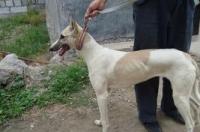 格力犬立耳怎么变成不立耳？ 格力犬立耳是不纯吗