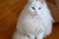狮子猫优点和缺点？ 狮子猫的缺点