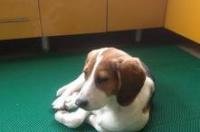 比格、米格鲁犬和巴吉度犬有什么区别？ 米格鲁和比格犬有区别吗