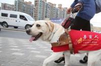 导盲犬会咬人吗？ 有发生过导盲犬咬人事件吗