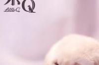 导盲犬什么品种？ 导盲犬小q是什么品种