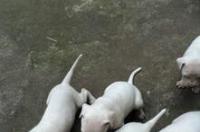 杜高体型多大定型？ 杜高犬体型多大