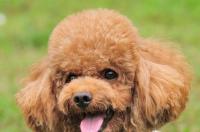 茶杯犬寿命有多久？茶杯犬寿命有多久？ 茶杯犬寿命有多少年
