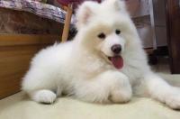 萨摩犬智商排名第几？ 萨摩耶犬智商排名第几名
