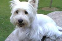 西高地白梗犬能长多大？ 西高地白梗犬的