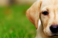 怎么样识别拉布拉多犬？ 多不拉多狗