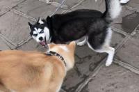 秋田犬VS德牧，哪个战斗力强一点 秋田犬打架厉害吗