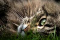 缅因猫的优缺点？ 缅因猫的优点和缺点